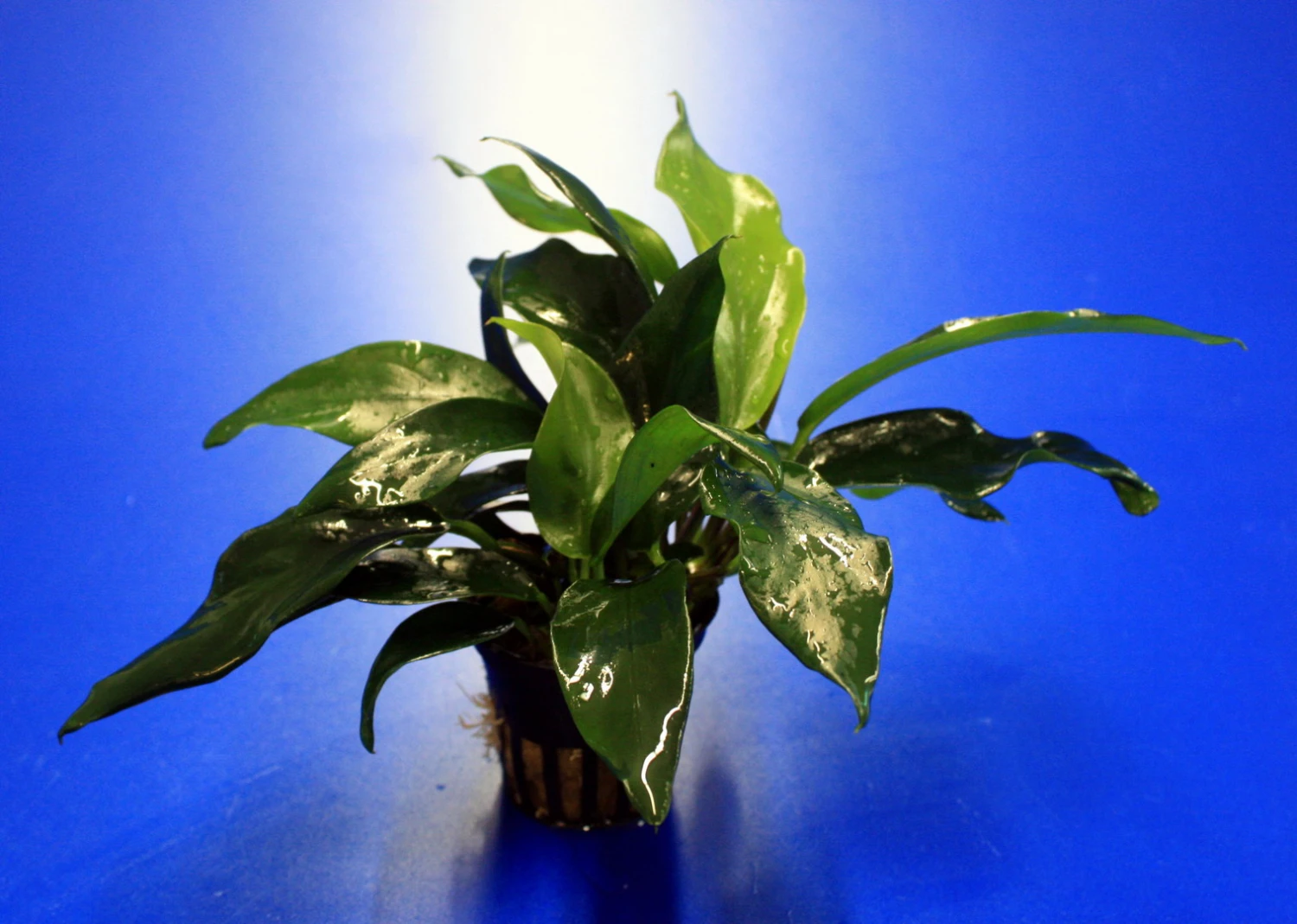 Kleines Speerblatt / Anubias barteri var. glabra - minima, für Barsche geeignet Kleines Speerblatt / Anubias Barteri Var. Glabra - Minima, Für Barsche Geeignet -Wfw Wasserflora TA04PP 1 2