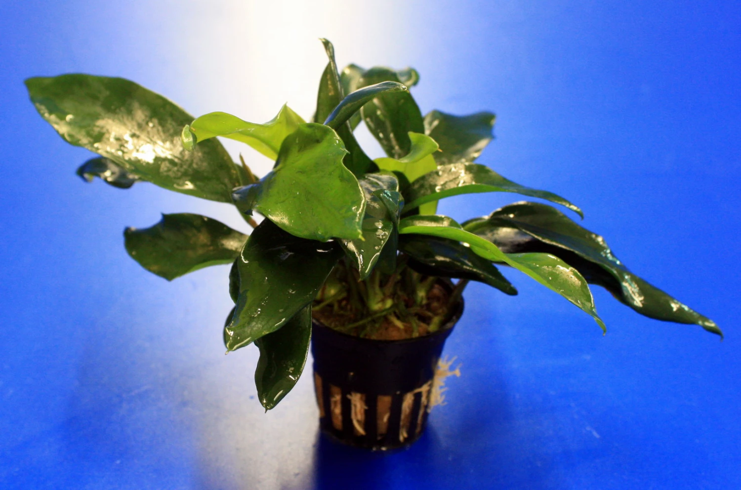 Kleines Speerblatt / Anubias barteri var. glabra - minima, für Barsche geeignet Kleines Speerblatt / Anubias Barteri Var. Glabra - Minima, Für Barsche Geeignet -Wfw Wasserflora TA04PP 1 4
