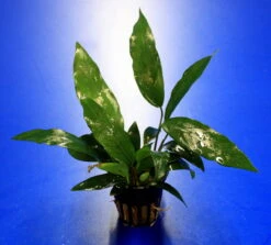 Kleines Speerblatt / Anubias Barteri Var. Glabra - Minima, Für Barsche Geeignet 4 Kleines Speerblatt / Anubias Barteri Var. Glabra - Minima, Für Barsche Geeignet -Wfw Wasserflora TA04PP 1 6