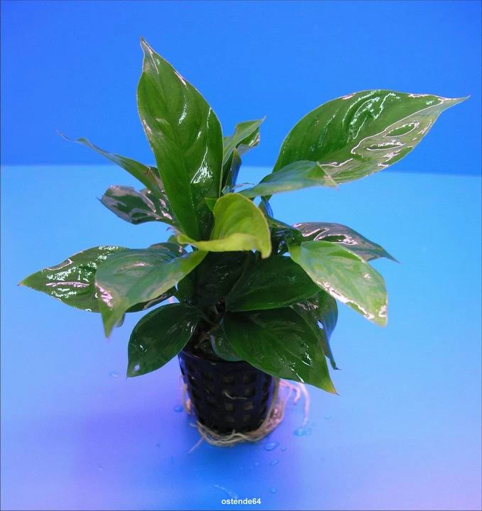 Verschiedenblättriges Speerblatt / Anubias Heterophylla Verschiedenblättriges Speerblatt / Anubias Heterophylla -Wfw Wasserflora TA05PP 1 1