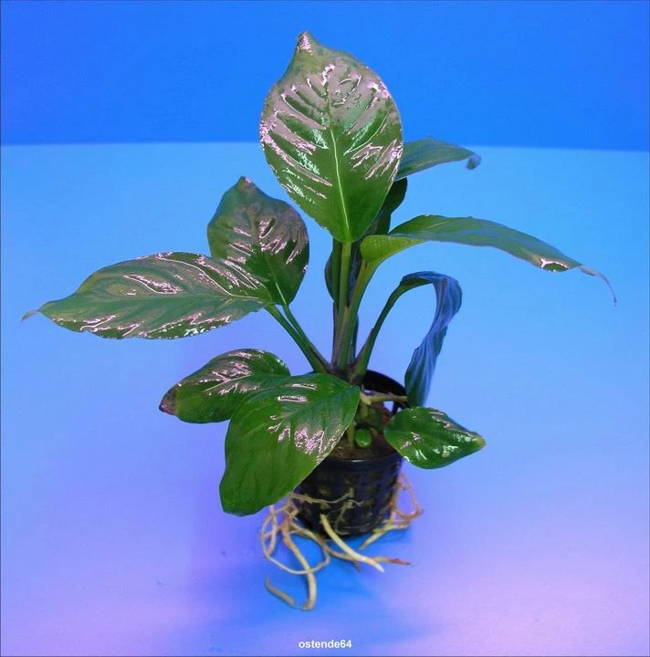 Verschiedenblättriges Speerblatt / Anubias Heterophylla Verschiedenblättriges Speerblatt / Anubias Heterophylla -Wfw Wasserflora TA05PP 1 2