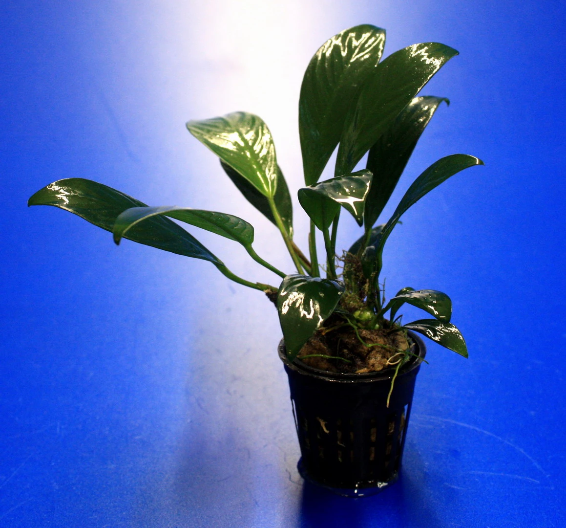 Gillets Speerblatt / Anubias gilletii, für Barsche geeignet Gillets Speerblatt / Anubias Gilletii, Für Barsche Geeignet -Wfw Wasserflora TA07PP 1 2