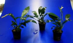 Gillets Speerblatt / Anubias Gilletii, Für Barsche Geeignet 3 Gillets Speerblatt / Anubias Gilletii, Für Barsche Geeignet -Wfw Wasserflora TA07PP 1 4