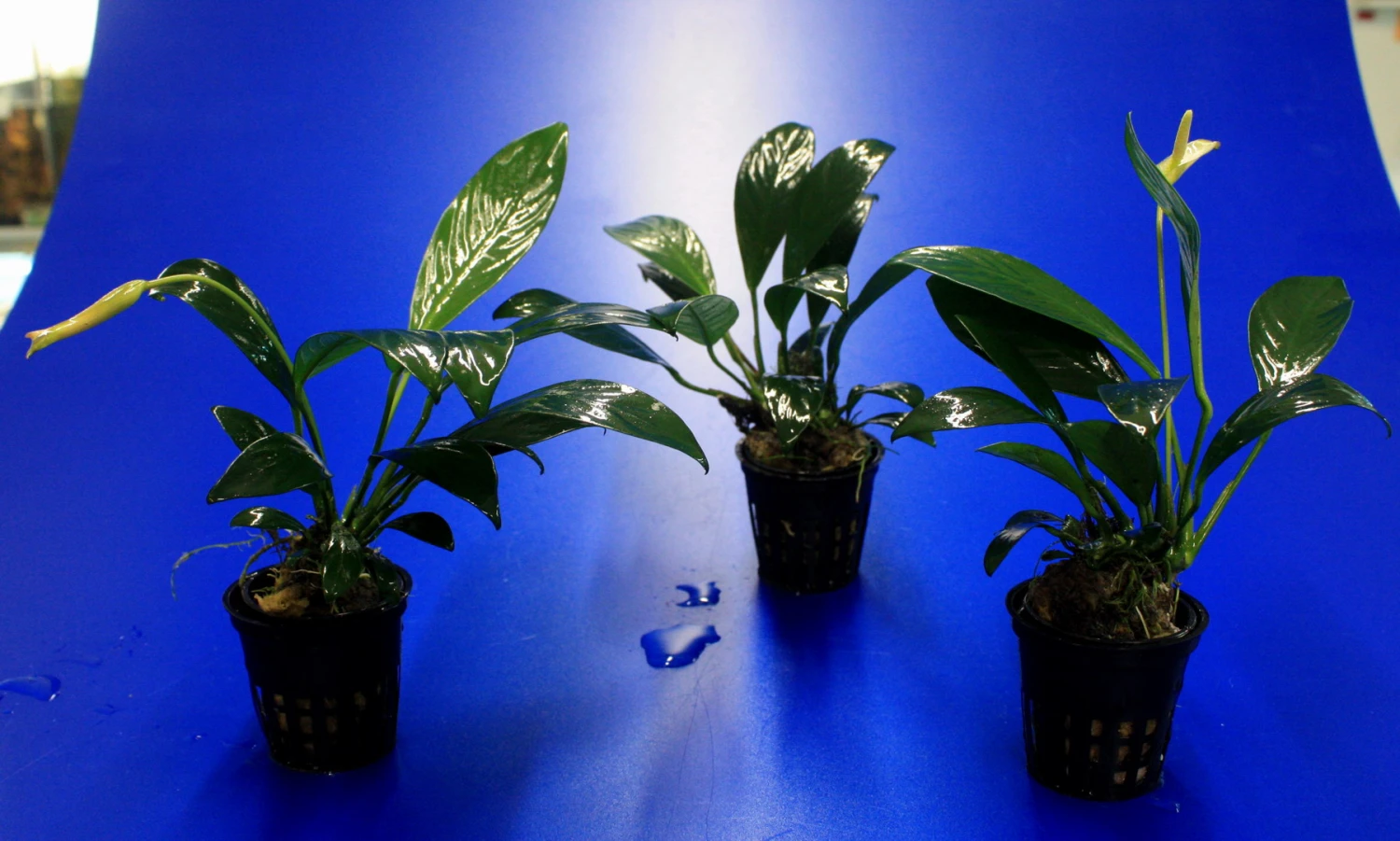 Gillets Speerblatt / Anubias gilletii, für Barsche geeignet Gillets Speerblatt / Anubias Gilletii, Für Barsche Geeignet -Wfw Wasserflora TA07PP 1 4