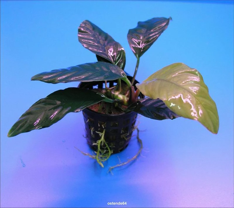 Kaffeeblättriges Speerblatt / Anubias coffeefolia Kaffeeblättriges Speerblatt / Anubias Coffeefolia -Wfw Wasserflora TA10PP 1 1