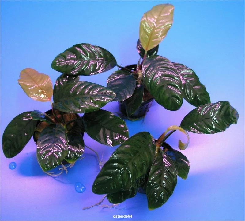 Kaffeeblättriges Speerblatt / Anubias coffeefolia Kaffeeblättriges Speerblatt / Anubias Coffeefolia -Wfw Wasserflora TA10PP 1 2