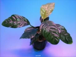 Kaffeeblättriges Speerblatt / Anubias Coffeefolia 4 Kaffeeblättriges Speerblatt / Anubias Coffeefolia -Wfw Wasserflora TA10PP 1 3