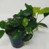 Mehrtriebige Exemplare Zwergspeerblatt / Anubias Nana 1 Mehrtriebige Exemplare Zwergspeerblatt / Anubias Nana -Wfw Wasserflora TA22wf 1 2