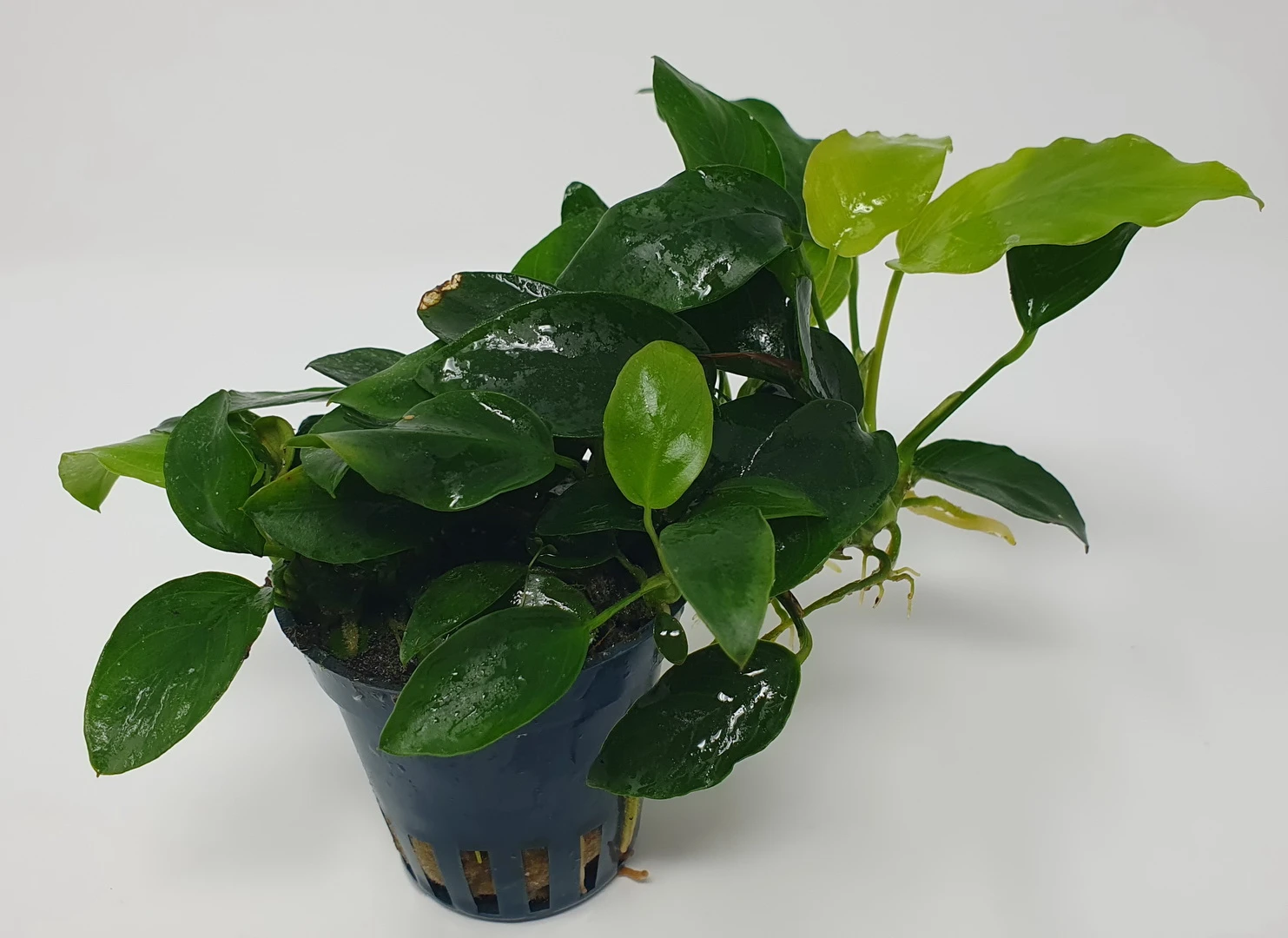 Mehrtriebige Exemplare Zwergspeerblatt / Anubias nana Mehrtriebige Exemplare Zwergspeerblatt / Anubias Nana -Wfw Wasserflora TA22wf 1 2