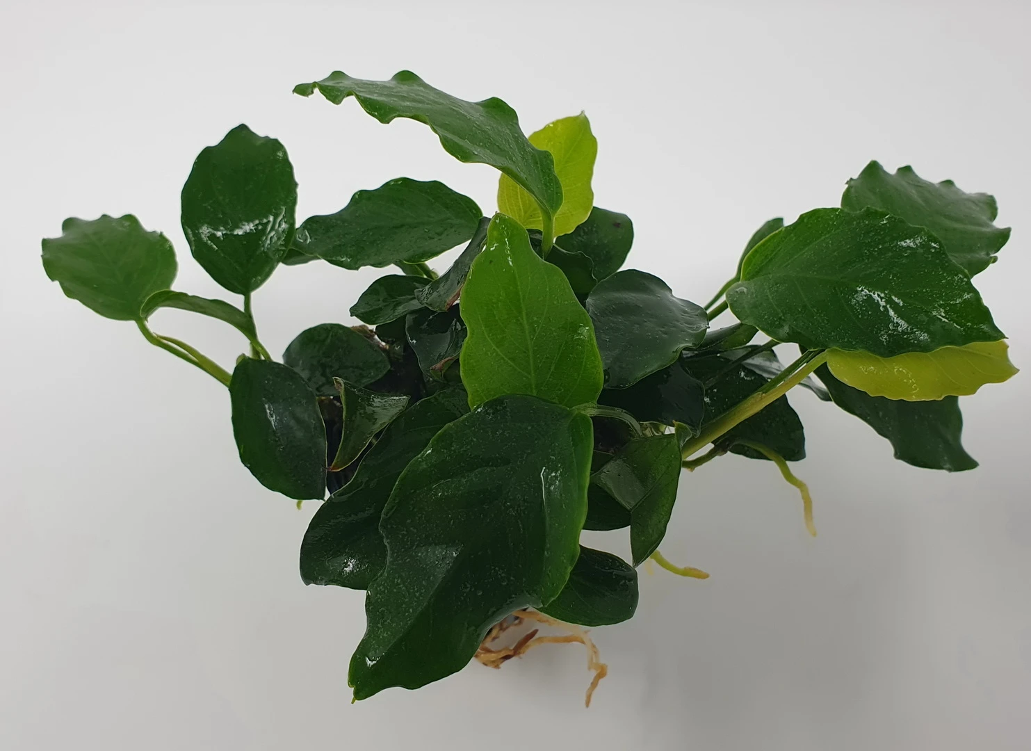 Mehrtriebige Exemplare Zwergspeerblatt / Anubias nana Mehrtriebige Exemplare Zwergspeerblatt / Anubias Nana -Wfw Wasserflora TA22wf 1 4