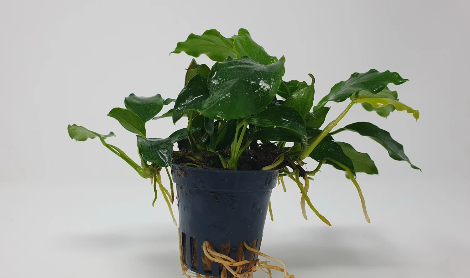 Mehrtriebige Exemplare Zwergspeerblatt / Anubias nana Mehrtriebige Exemplare Zwergspeerblatt / Anubias Nana -Wfw Wasserflora TA22wf 1 5