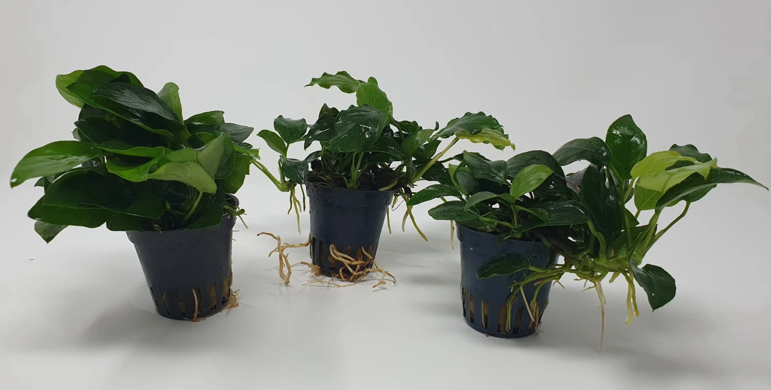 Mehrtriebige Exemplare Zwergspeerblatt / Anubias nana Mehrtriebige Exemplare Zwergspeerblatt / Anubias Nana -Wfw Wasserflora TA22wf 1 6