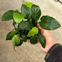 Mehrtriebige Exemplare Zwergspeerblatt / Anubias Nana 6 Mehrtriebige Exemplare Zwergspeerblatt / Anubias Nana -Wfw Wasserflora TA22wf 1 8
