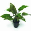 Gewimperter Wasserkelch / Cryptocoryne Ciliata -Wfw Wasserflora TC05PP 1 1