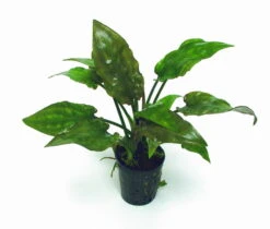 Gewimperter Wasserkelch / Cryptocoryne Ciliata