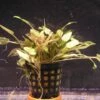 Brauner Wasserkelch / Cryptocoryne Wendtii Brown -Wfw Wasserflora TC10PP 1 1
