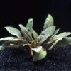 Cryptocoryne Wendtii TROPICA -Wfw Wasserflora TC15PP 1 1