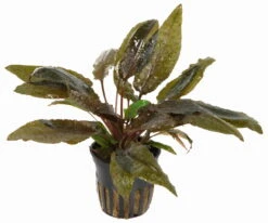 Cryptocoryne Wendtii TROPICA -Wfw Wasserflora TC15PP 1 4