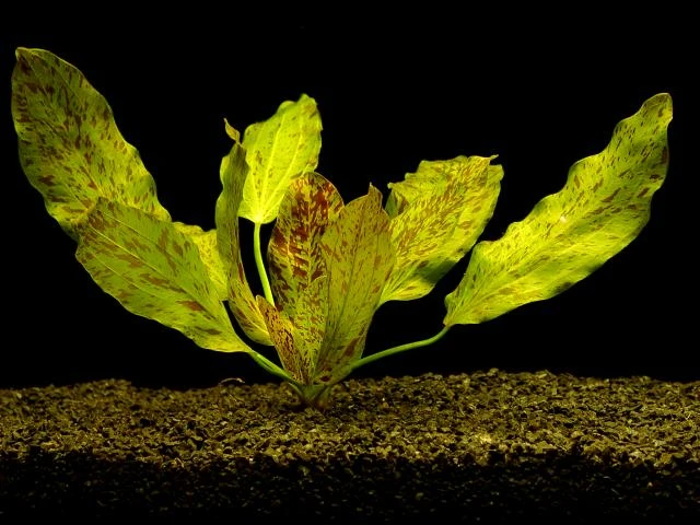 Gefleckte grüne Schwertpflanze / Echinodorus ozelot grün Gefleckte Grüne Schwertpflanze / Echinodorus Ozelot Grün -Wfw Wasserflora TE08PP 1 1