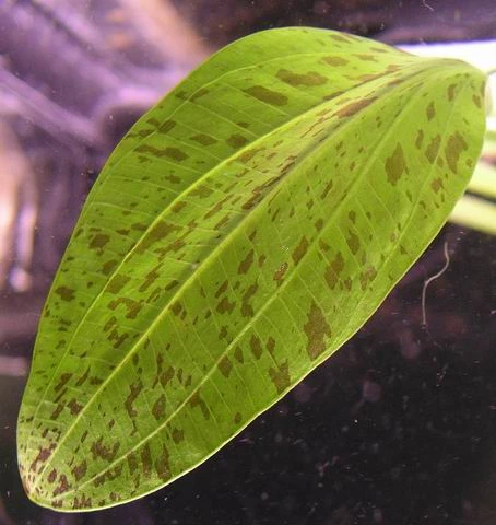 Gefleckte grüne Schwertpflanze / Echinodorus ozelot grün Gefleckte Grüne Schwertpflanze / Echinodorus Ozelot Grün -Wfw Wasserflora TE08PP 1 3