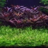 Grasartige Zwergamazonas / Echinodorus Tenellus -Wfw Wasserflora TE15PP 1 1