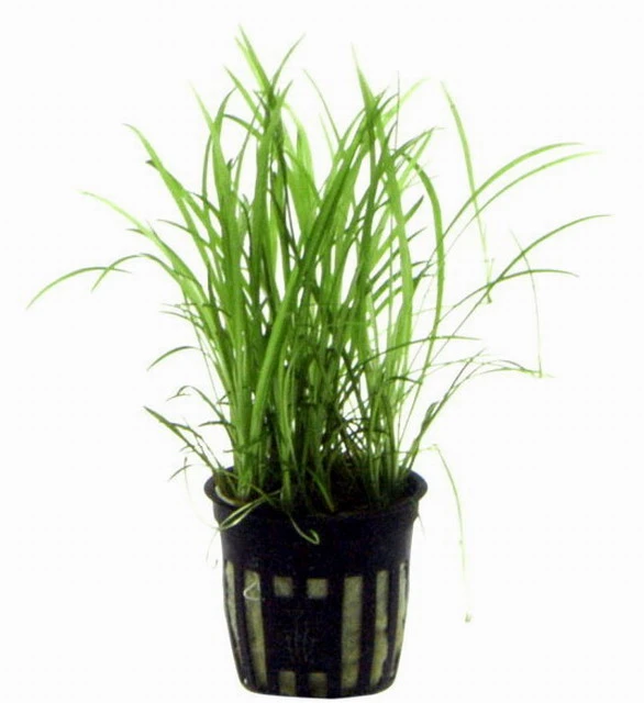 Grasartige Zwergamazonas / Echinodorus tenellus Grasartige Zwergamazonas / Echinodorus Tenellus -Wfw Wasserflora TE15PP 1 3