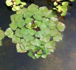 3er Set Schwimmpflanzen Je 1x Muschelblume, Froschbiss, Wassernuss -Wfw Wasserflora TEICH103 1 6