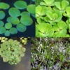 4er Set Muschelblume, Froschbiss, Wassernuss & Krebsschere Für Gartenteich -Wfw Wasserflora TEICH104 1 1