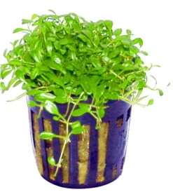 Australisches Zungenblatt / Glossostigma Elatinoides -Wfw Wasserflora TG17PP 1 3