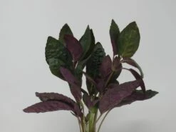 Noppenblatt / Hemigraphis Colorata Im Topf