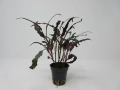 Gefiedertes Schmuckblatt / Hemigraphis Exotica Im Topf