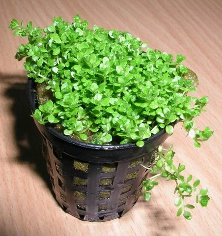 KUBA Zwerg-Perlenkraut / Hemianthus callitrichoides Cuba - Hcc KUBA Zwerg-Perlenkraut / Hemianthus Callitrichoides Cuba - Hcc -Wfw Wasserflora TV08PP 1 2