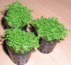 KUBA Zwerg-Perlenkraut / Hemianthus Callitrichoides Cuba - Hcc 4 KUBA Zwerg-Perlenkraut / Hemianthus Callitrichoides Cuba - Hcc -Wfw Wasserflora TV08PP 1 3