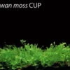 XL In-Vitro Taiwan-Moos / Taxiphyllum Spec. 'Taiwan Moss', Moos -Wfw Wasserflora T DZ 1 1