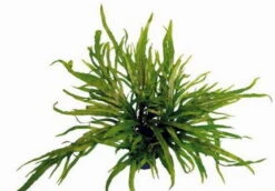 XL In-Vitro Trident Javafarn / Microsorum Pteropus Trident