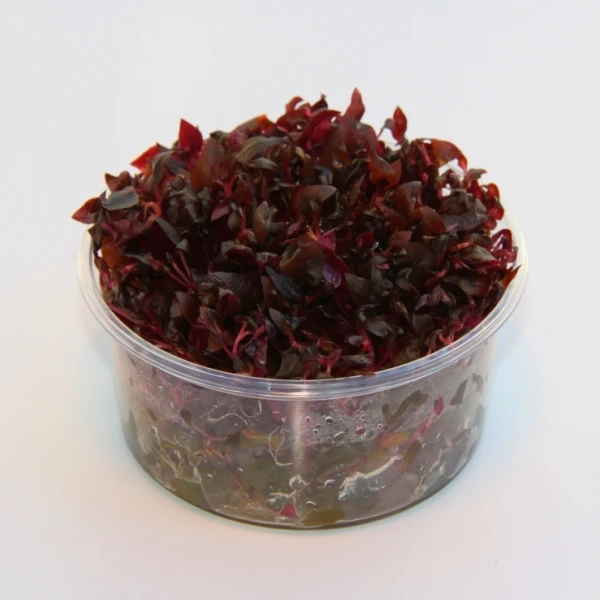 XL In-Vitro Mini-Papageienblatt / Alternanthera reineckii 'mini' XL In-Vitro Mini-Papageienblatt / Alternanthera Reineckii 'mini' -Wfw Wasserflora V003DZ 1 2 1