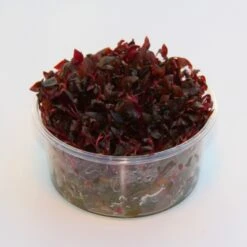 In-Vitro Mini-Papageienblatt / Alternanthera Reineckii 'mini'