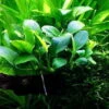 XL In-Vitro Zwergspeerblatt / Anubias Bart. Var. Nana - Besonders Geeignet Für Barschbecken -Wfw Wasserflora V030DZ 1 2