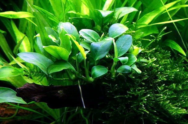 XL In-Vitro Zwergspeerblatt / Anubias bart. var. nana - besonders geeignet für Barschbecken XL In-Vitro Zwergspeerblatt / Anubias Bart. Var. Nana - Besonders Geeignet Für Barschbecken -Wfw Wasserflora V030DZ 1 2