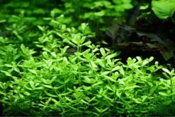 XL In-Vitro Kleines Fettblatt - Brahmi / Bacopa Monnieri