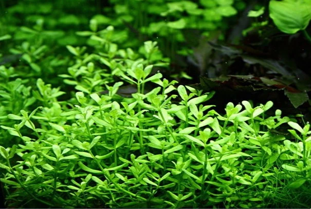 XL In-Vitro Kleines Fettblatt - Brahmi / Bacopa monnieri XL In-Vitro Kleines Fettblatt - Brahmi / Bacopa Monnieri -Wfw Wasserflora V041DZ 1 1