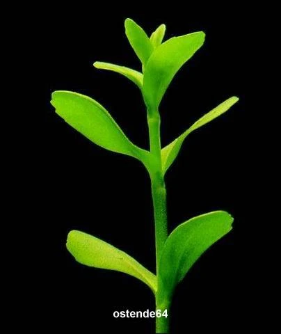 XL In-Vitro Kleines Fettblatt - Brahmi / Bacopa monnieri XL In-Vitro Kleines Fettblatt - Brahmi / Bacopa Monnieri -Wfw Wasserflora V041DZ 1 3