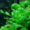XL In-Vitro Kongo Wasserfarn / Bolbitis Heudelotii 1 XL In-Vitro Kongo Wasserfarn / Bolbitis Heudelotii -Wfw Wasserflora V050DZ 1