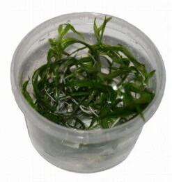 In-Vitro Trugkölbchen / Heteranthera Zosterifolia