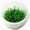 XL In-Vitro Mini-Kleeblatt / Marsilea Crenata *NEU* 1 XL In-Vitro Mini-Kleeblatt / Marsilea Crenata *NEU* -Wfw Wasserflora V1200DZ 1 2
