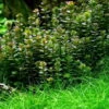 In-Vitro Bonsai Rotala / Rotala 'Bonsai'