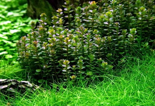 XL In-Vitro Bonsai Rotala / Rotala 'Bonsai' im XL-Cup XL In-Vitro Bonsai Rotala / Rotala 'Bonsai' Im XL-Cup -Wfw Wasserflora V1300DZ 1