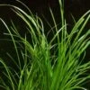XL In-Vitro Helfers Zyperngras / Cyperus Helferi -Wfw Wasserflora V139DZ 1