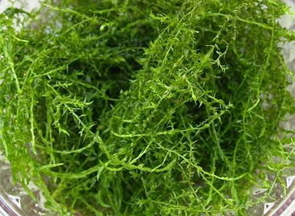 In-Vitro Stringy Moos / Leptodictyum riparium In-Vitro Stringy Moos / Leptodictyum Riparium -Wfw Wasserflora V1510DZ 1 1