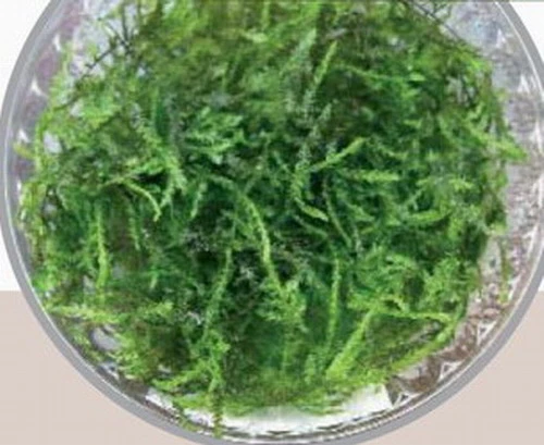 In-Vitro Pfauenmoos / Taxiphyllum sp. 'Peacock' In-Vitro Pfauenmoos / Taxiphyllum Sp. 'Peacock' -Wfw Wasserflora V1530DZ 1